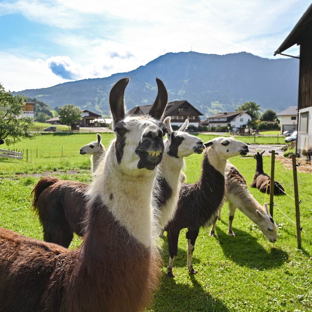 Lama und Alpaka Wanderung in Fischen im Allgäu
